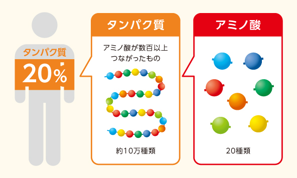 タンパク質をつくるアミノ酸