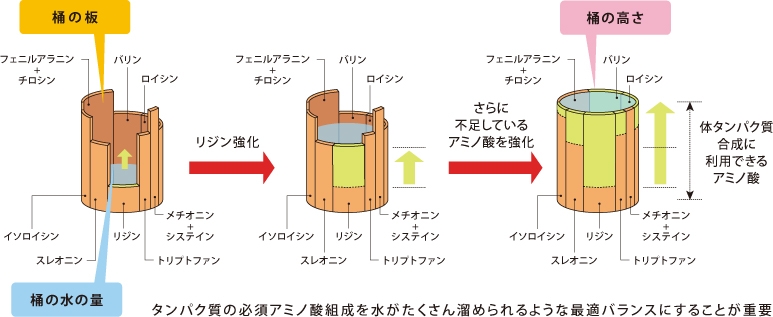 桶の理論 −タンパク質中の必須アミノ酸バランスの理論